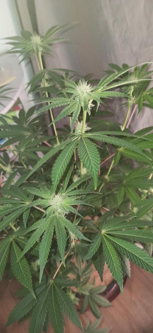 Tokyo Snow kush. Week 9
