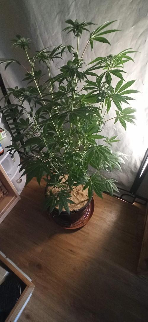Tokyo Snow kush. Week 9