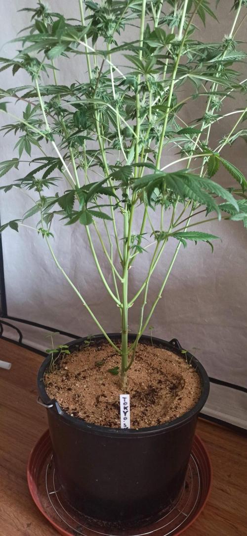 Tokyo Snow kush. Week 10