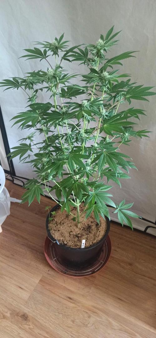 Tokyo Snow kush. Week 10