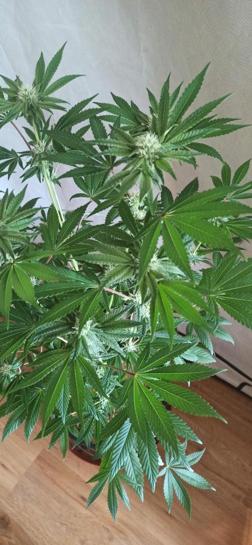 Tokyo Snow kush. Week 10