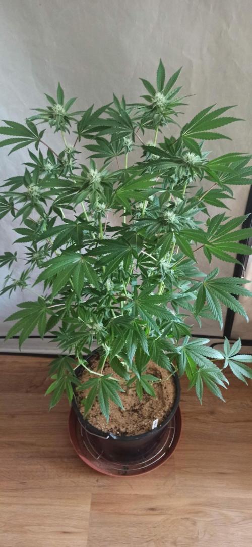 Tokyo Snow kush. Week 10
