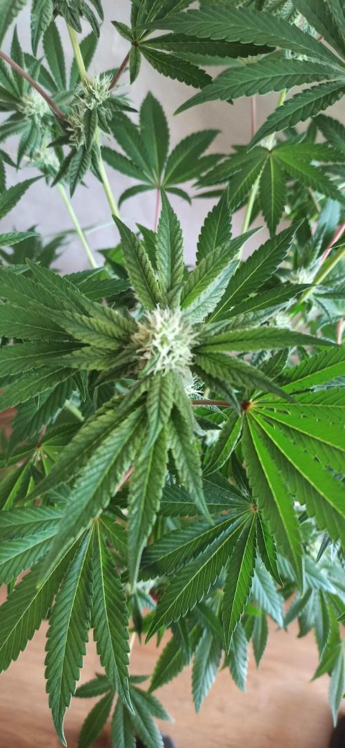 Tokyo Snow kush. Week 10