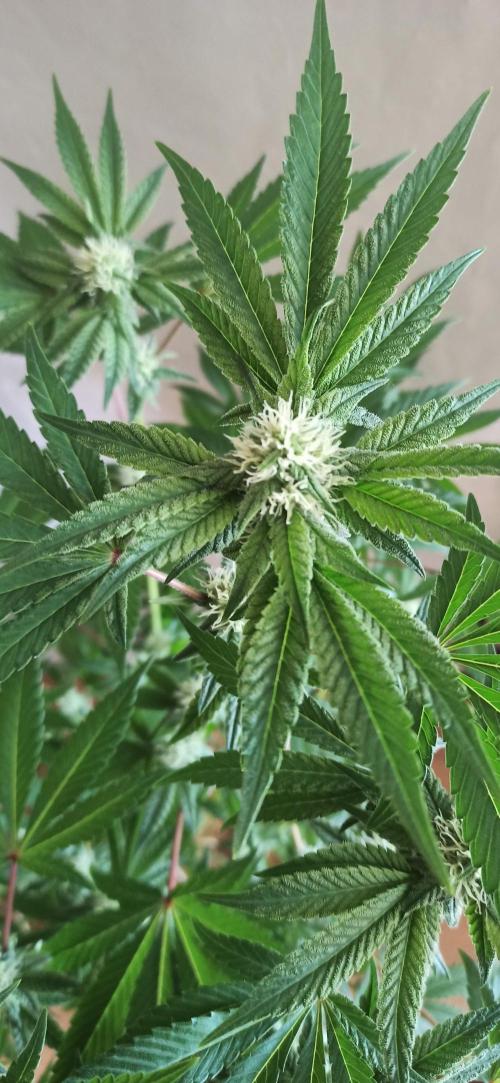 Tokyo Snow kush. Week 10