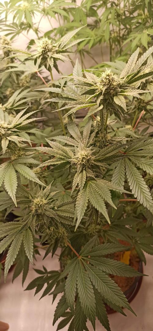 Tokyo Snow kush. Week 11