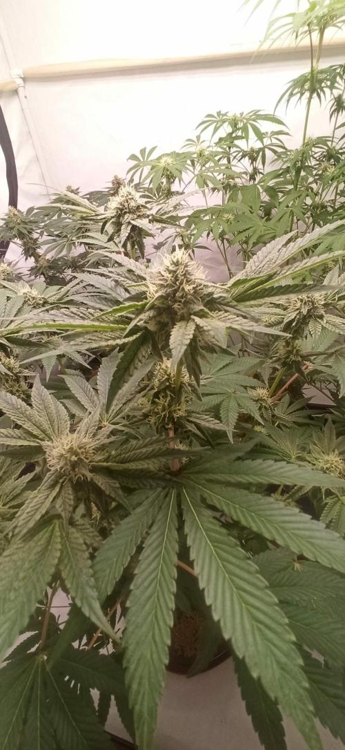 Tokyo Snow kush. Week 11