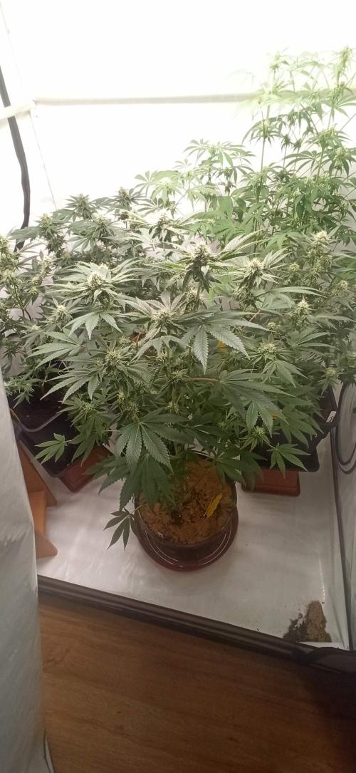 Tokyo Snow kush. Week 11