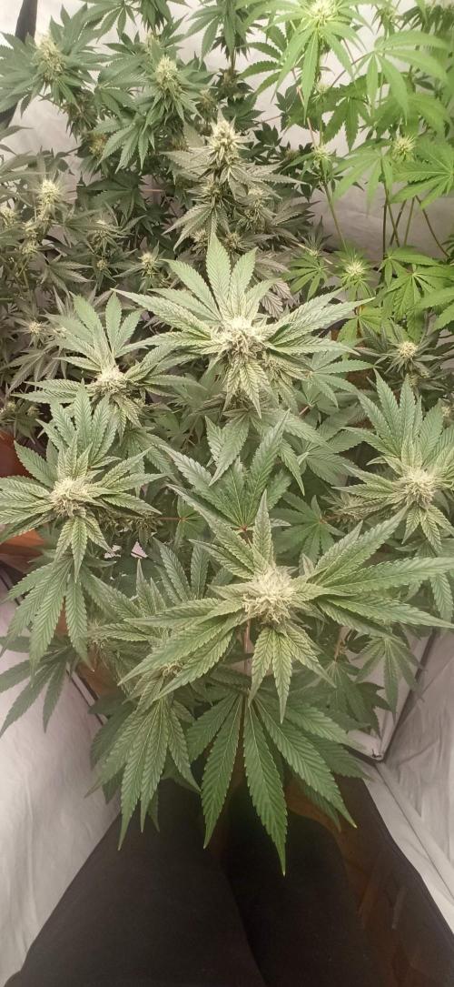 Tokyo Snow kush. Week 11