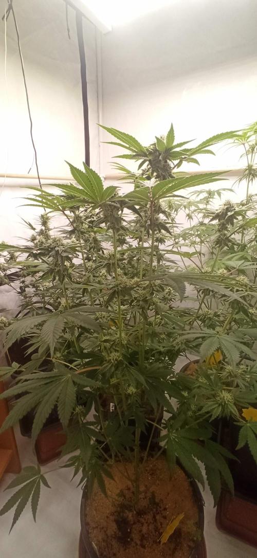 Tokyo Snow kush. Week 11