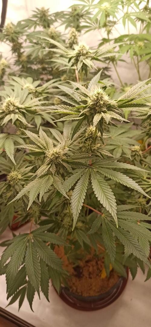 Tokyo Snow kush. Week 11