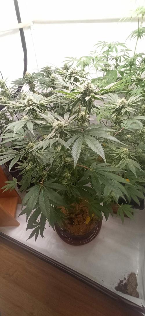 Tokyo Snow kush. Week 11