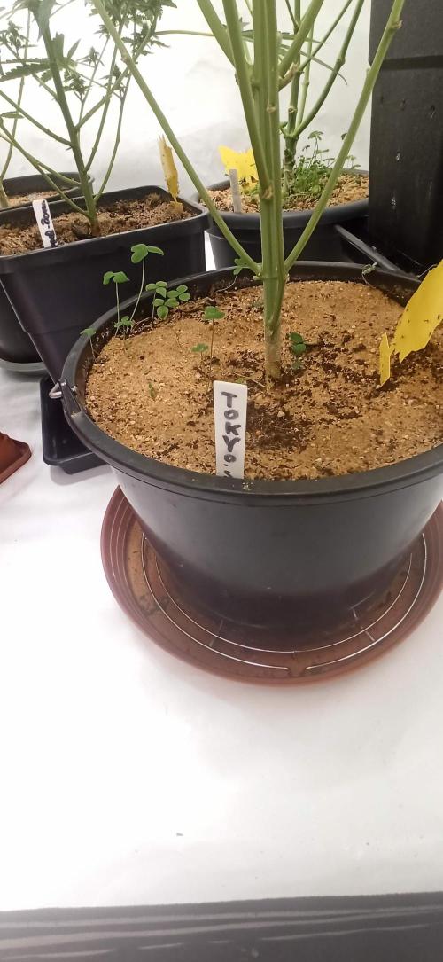 Tokyo Snow kush. Week 11