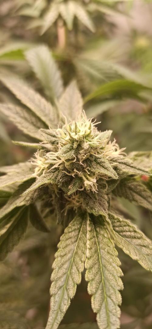 Tokyo Snow kush. Week 12
