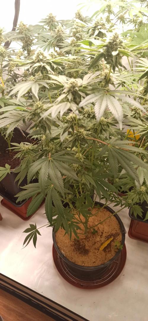Tokyo Snow kush. Week 12