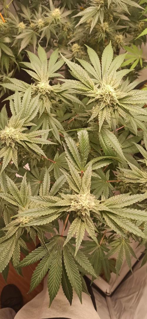 Tokyo Snow kush. Week 12