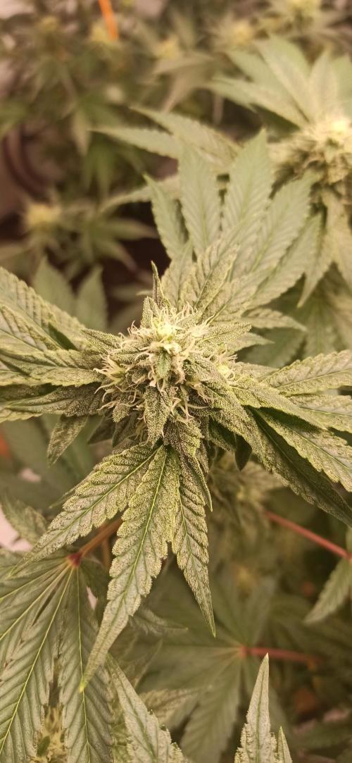 Tokyo Snow kush. Week 12