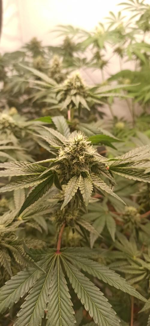 Tokyo Snow kush. Week 12