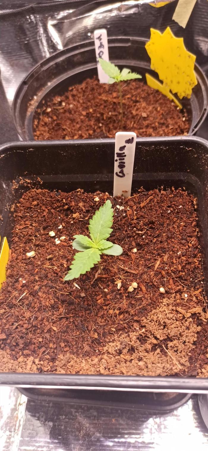 Gorilla Z Auto. Week 0