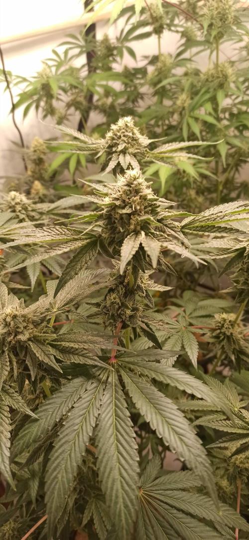 Tokyo Snow kush. Week 13