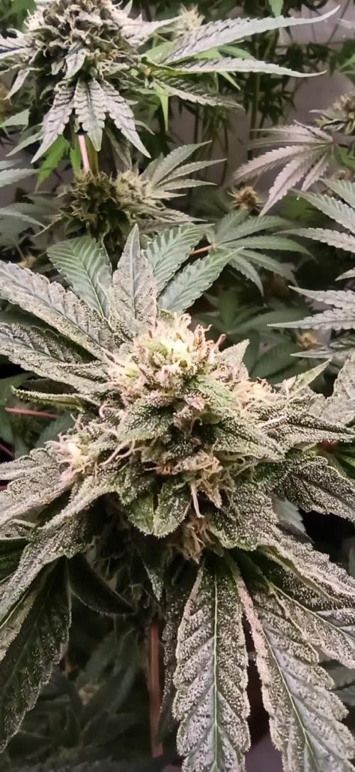 Tokyo Snow kush. Week 13