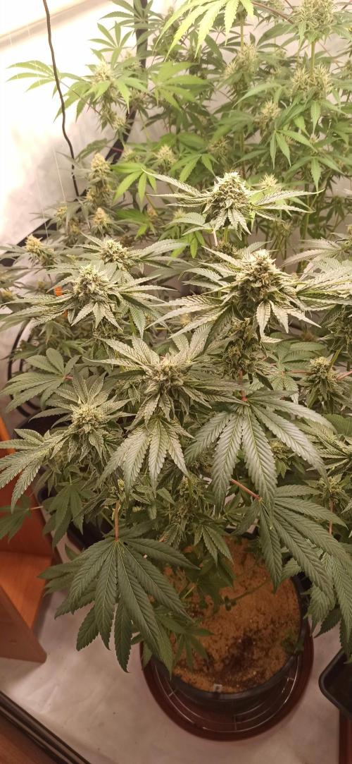 Tokyo Snow kush. Week 13