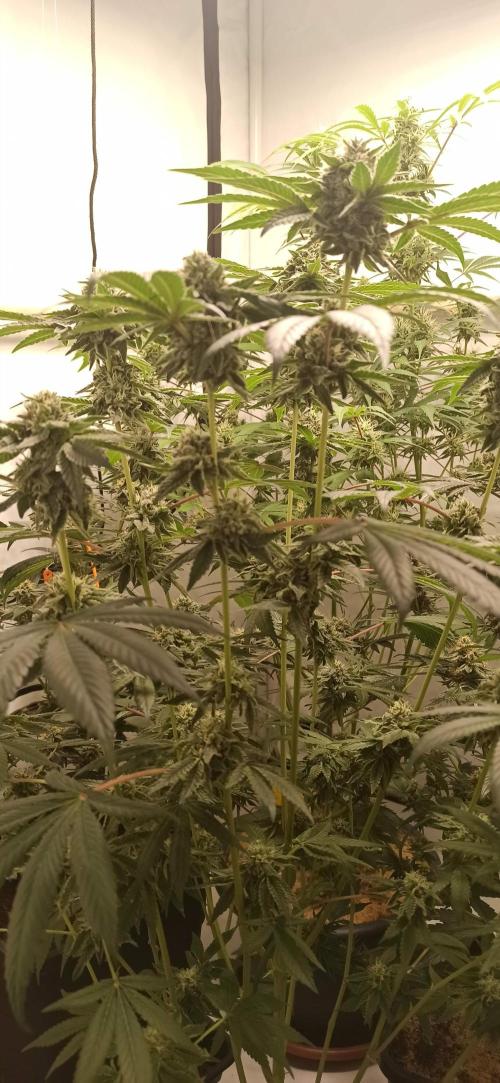 Tokyo Snow kush. Week 13