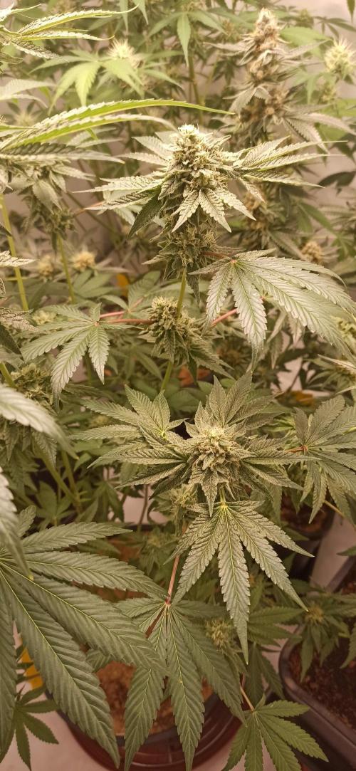 Tokyo Snow kush. Week 13