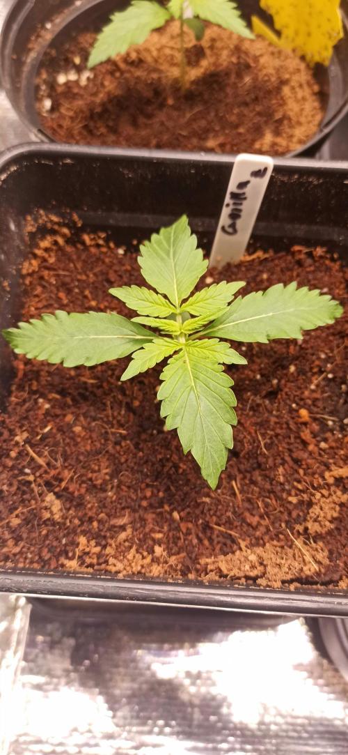 Gorilla Z Auto. Week 1