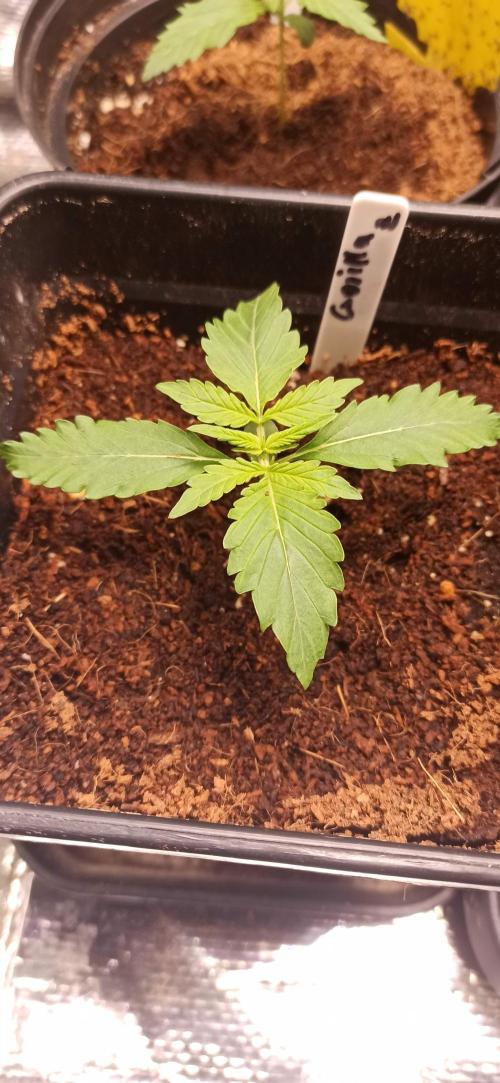 Gorilla Z Auto. Week 1