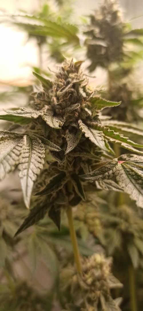 Tokyo Snow kush. Week 14