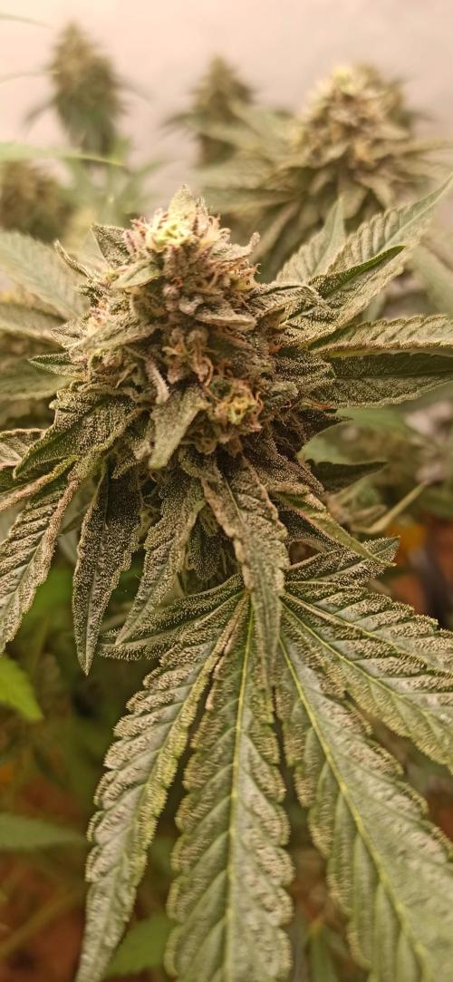 Tokyo Snow kush. Week 14