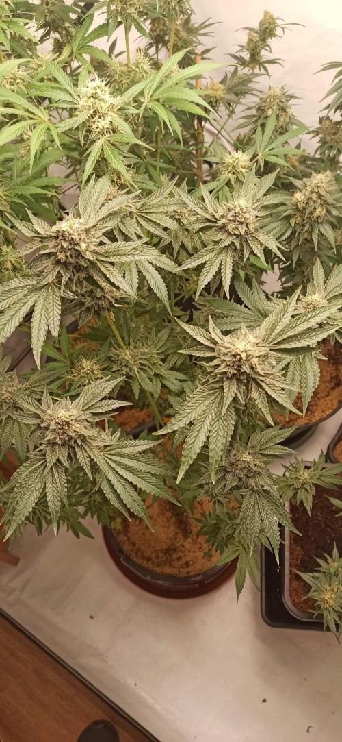 Tokyo Snow kush. Week 14