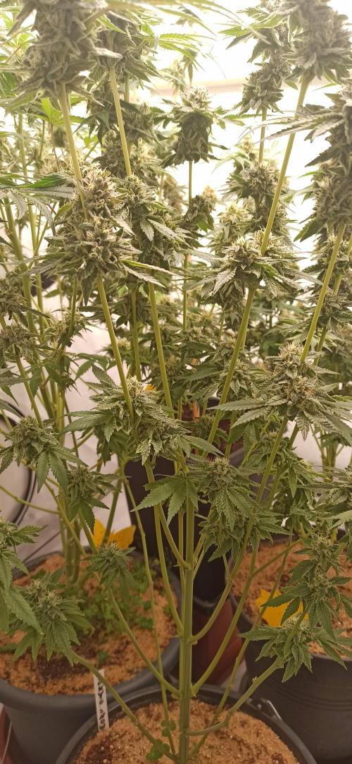 Tokyo Snow kush. Week 14