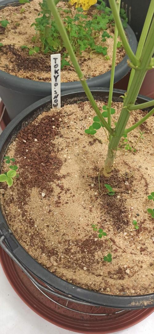 Tokyo Snow kush. Week 14