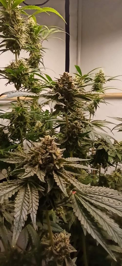 Tokyo Snow kush. Week 14