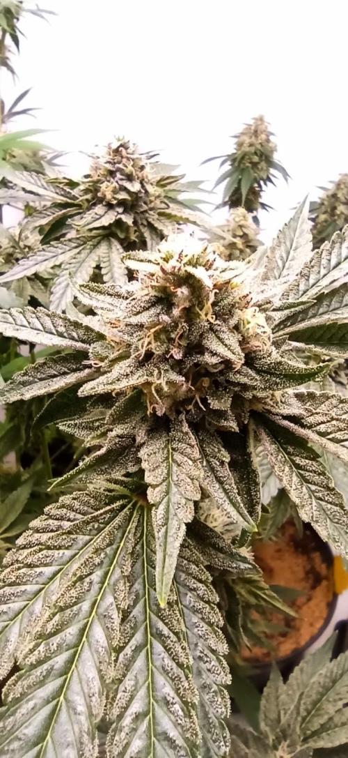 Tokyo Snow kush. Week 14