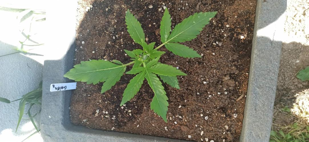 Gorilla Z Auto. Week 2