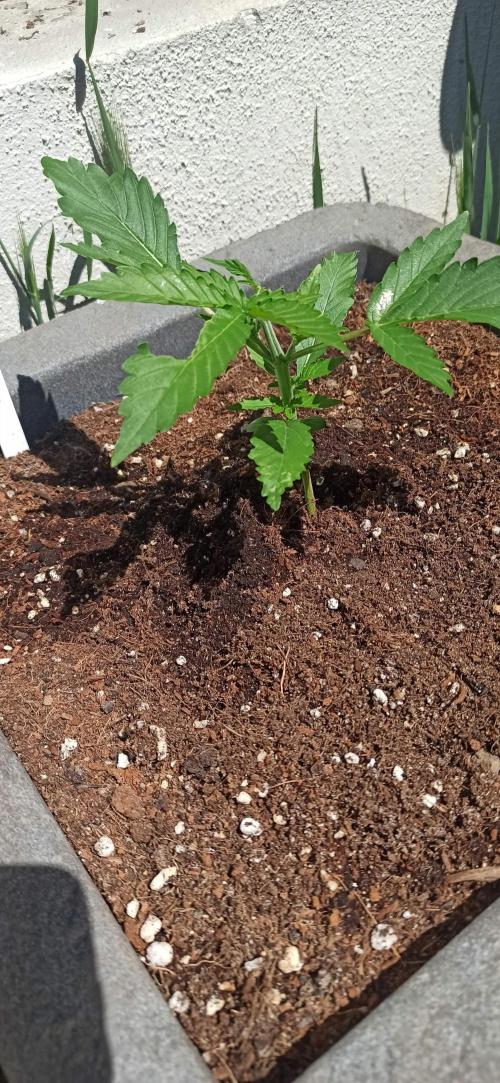Gorilla Z Auto. Week 2
