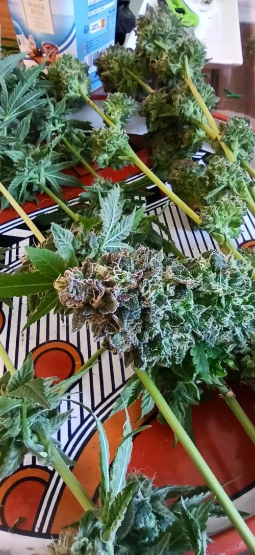 Tokyo Snow kush. Week 15