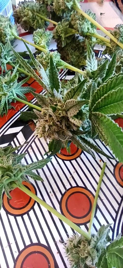 Tokyo Snow kush. Week 15