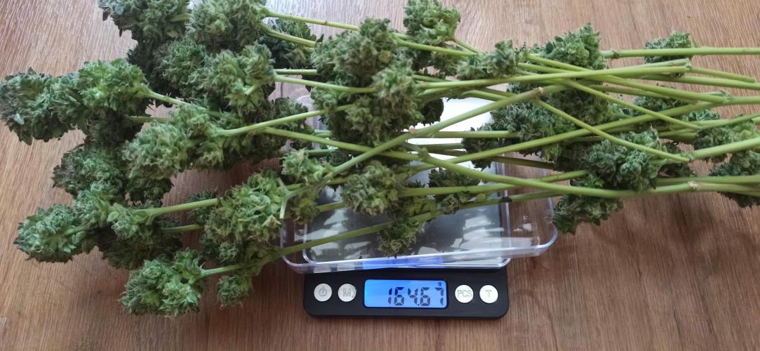 Tokyo Snow kush. Week 15