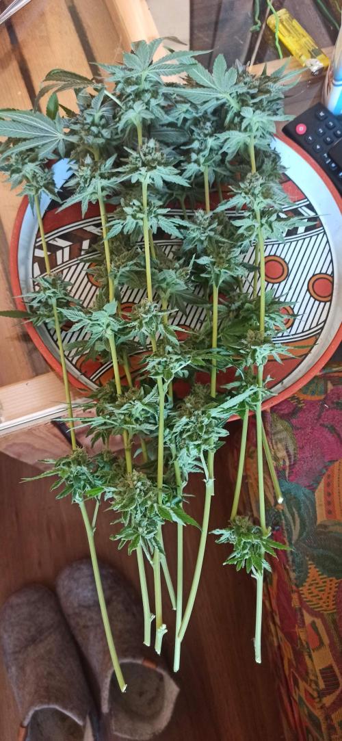 Tokyo Snow kush. Week 15