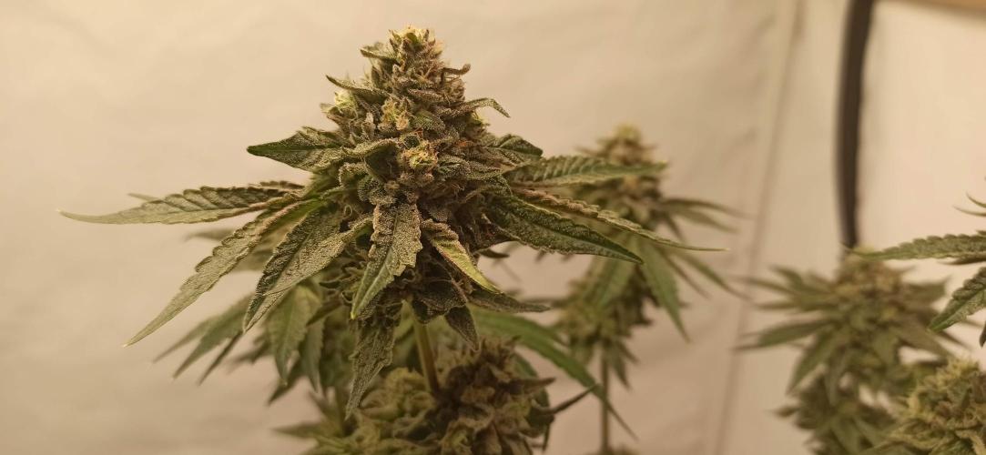 Tokyo Snow kush. Week 15