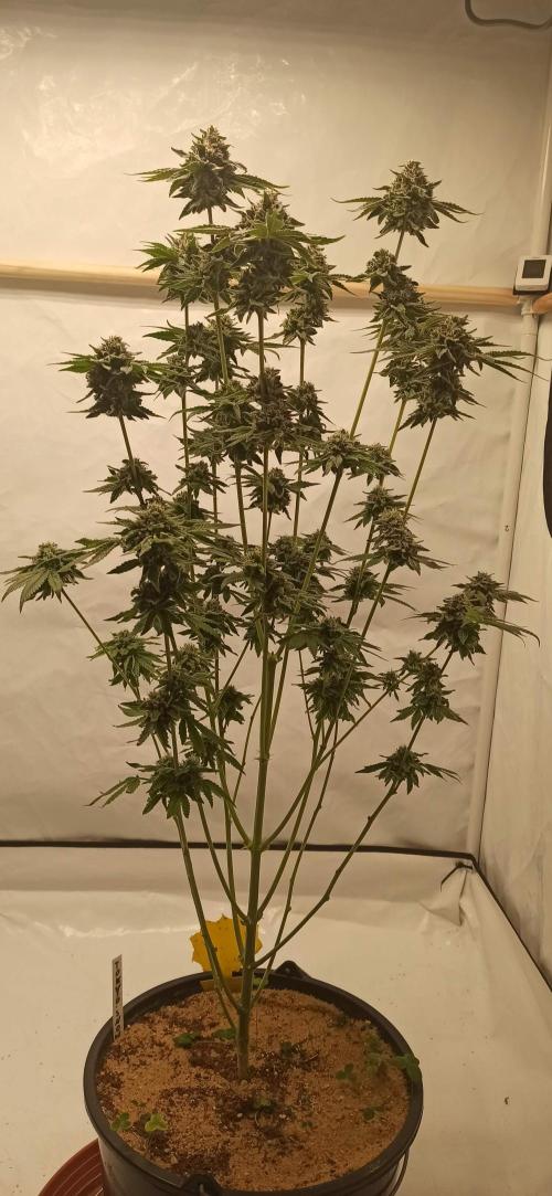 Tokyo Snow kush. Week 15