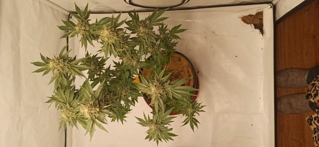 Tokyo Snow kush. Week 15