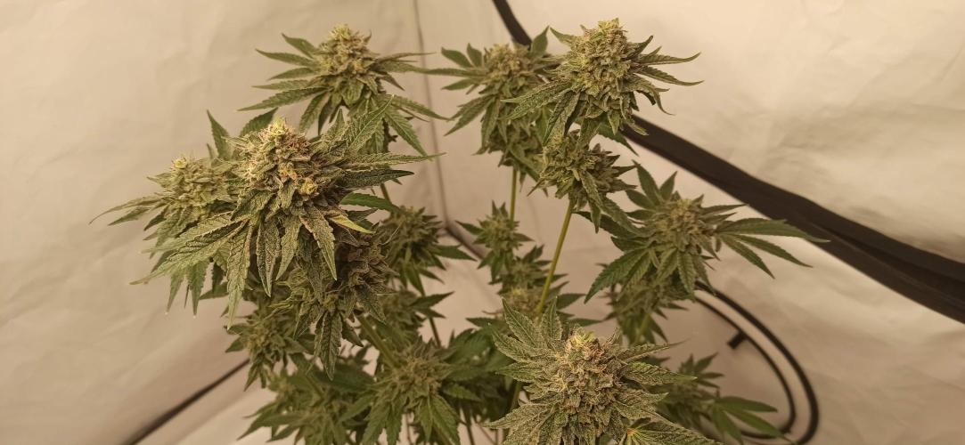 Tokyo Snow kush. Week 15