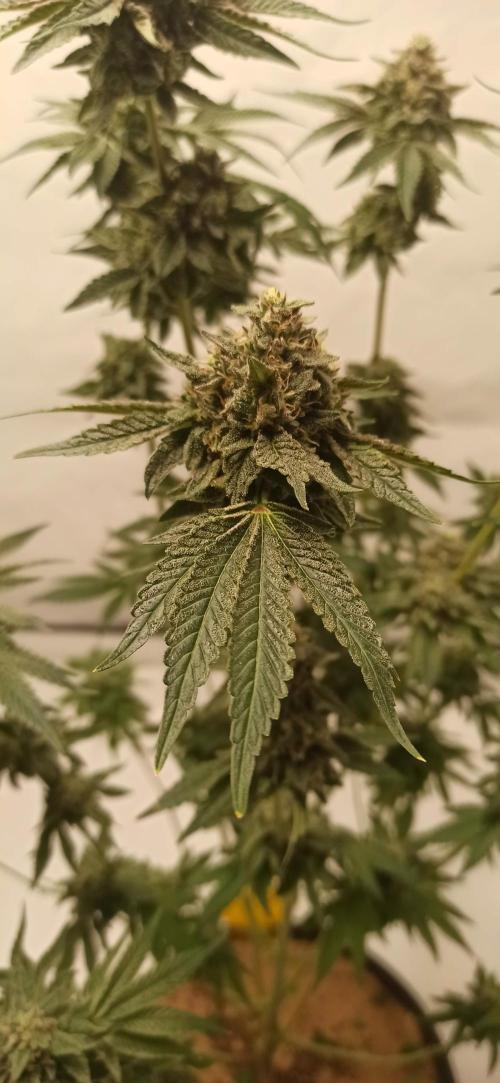 Tokyo Snow kush. Week 15