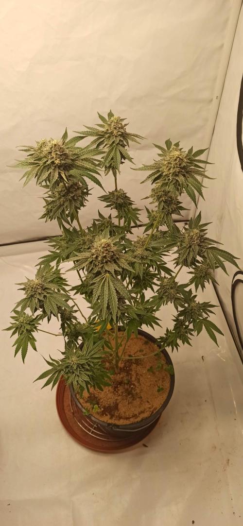 Tokyo Snow kush. Week 15