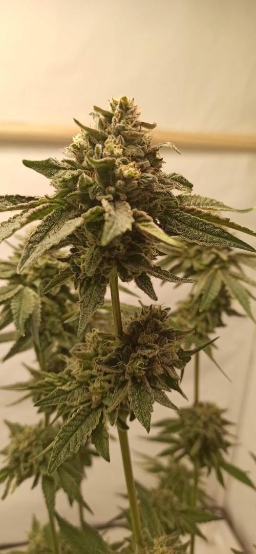 Tokyo Snow kush. Week 15