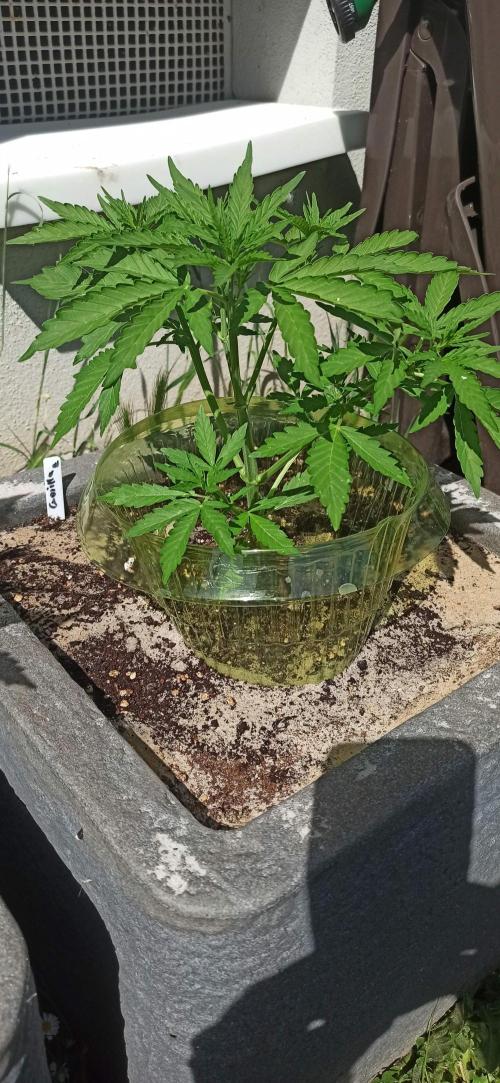Gorilla Z Auto. Week 3